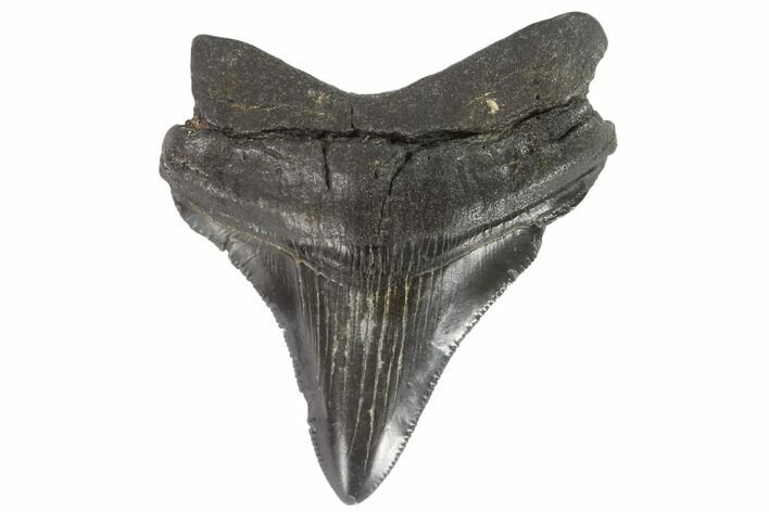 Serrated, Juvenile Megalodon Tooth - Georgia #90738
